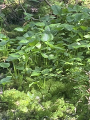 Calla palustris