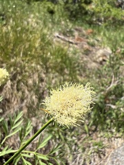 Calliscirpus criniger