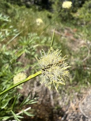 Calliscirpus criniger