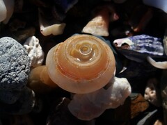 Adelphotectonica reevei