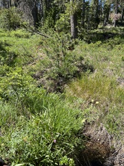 Calliscirpus criniger