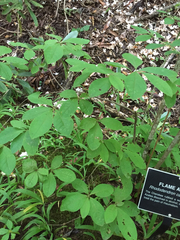 Rhododendron calendulaceum