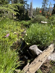 Calliscirpus criniger