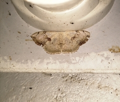 Somatina purpurascens