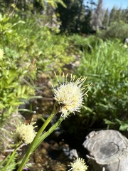 Calliscirpus criniger
