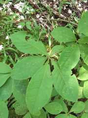 Rhododendron calendulaceum