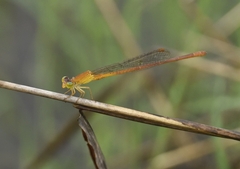 Ceriagrion rubiae