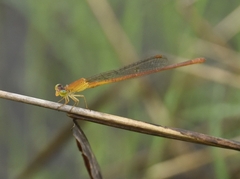 Ceriagrion rubiae