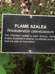 Rhododendron calendulaceum