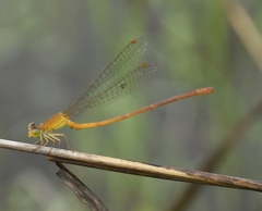 Ceriagrion rubiae