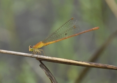 Ceriagrion rubiae