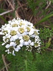 Achillea multifida