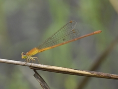 Ceriagrion rubiae