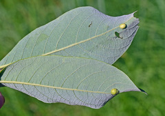 Euura pedunculi