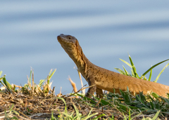 Varanus mitchelli