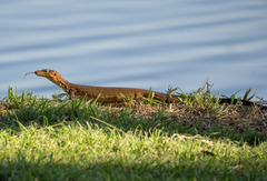 Varanus mitchelli