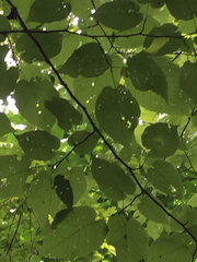 Tilia americana heterophylla