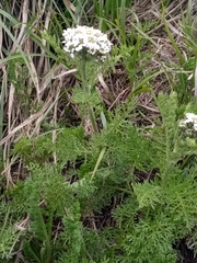 Achillea multifida