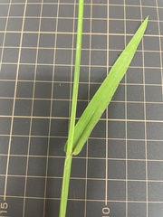 Paspalum dilatatum