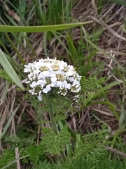 Achillea multifida