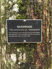 Tilia americana heterophylla
