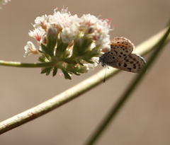 Euphilotes battoides