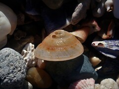 Adelphotectonica reevei