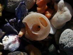 Adelphotectonica reevei