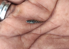 Pseudogobius melanosticta