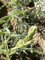 Lupinus croceus