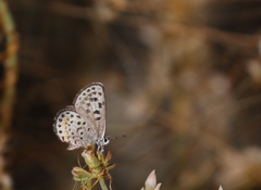 Euphilotes battoides