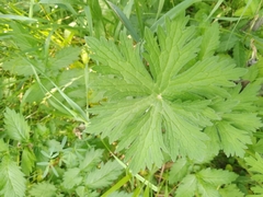Geranium collinum