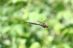 Somatochlora linearis