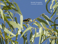 Cissomela pectoralis