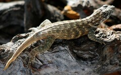 Leiocephalus carinatus