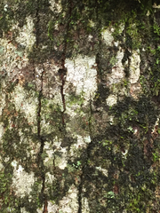 Tilia americana heterophylla