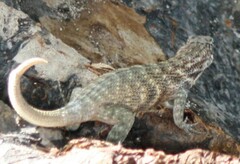 Leiocephalus carinatus