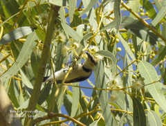 Cissomela pectoralis