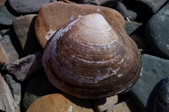 Spisula sachalinensis