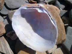 Spisula sachalinensis