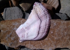 Swiftopecten swiftii