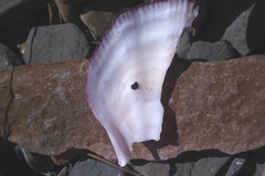 Swiftopecten swiftii