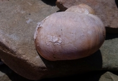 Cryptonatica janthostoma