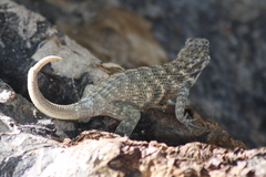 Leiocephalus carinatus