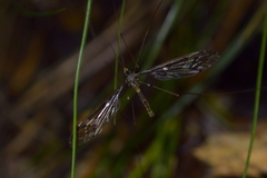Leptotarsus binotatus