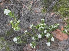 Pimelea petrophila