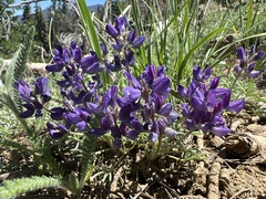 Lupinus lapidicola