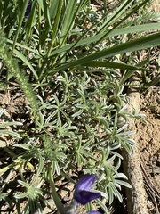 Lupinus lapidicola