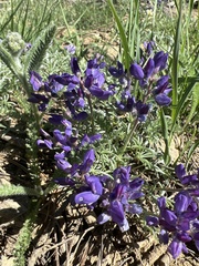 Lupinus lapidicola