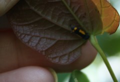 Ptosima gibbicollis